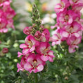 White & Pink Antirrhinum Flower Seeds for Planting – Heirloom, Non-GMO, High Germination Organic Garden Seeds