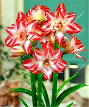 Flower Seeds, Seeds,Seeds For Planting,Plant Seeds