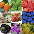 Fruit Seeds,Garden seeds, Seeds For Planting,Plant Seeds