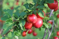 Fruit Seeds,Garden seeds, Seeds For Planting,Plant Seeds
