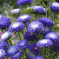 Flower Seeds, Seeds,Seeds For Planting,Plant Seeds