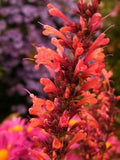 Flower Seeds, Seeds,Seeds For Planting,Plant Seeds