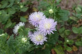 Flower Seeds, Seeds,Seeds For Planting,Plant Seeds