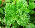 Herb Seeds,Garden seeds, Seeds For Planting,Plant Seeds