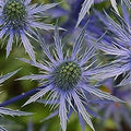 Flower Seeds, Seeds,Seeds For Planting,Plant Seeds