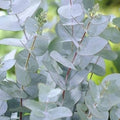 Herb Seeds,Garden seeds, Seeds For Planting,Plant Seeds