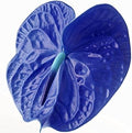 Flower Seeds, Seeds,Seeds For Planting,Plant Seeds