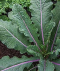 Vegetable Seeds,Garden seeds, Seeds For Planting,Plant Seeds