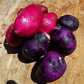 Vegetable Seeds,Garden seeds, Seeds For Planting,Plant Seeds