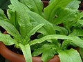 Vegetable Seeds,Garden seeds, Seeds For Planting,Plant Seeds