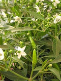 Vegetable Seeds,Garden seeds, Seeds For Planting,Plant Seeds