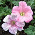 Flower Seeds, Seeds,Seeds For Planting,Plant Seeds