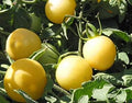 Vegetable Seeds,Garden seeds, Seeds For Planting,Plant Seeds