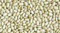 Vegetable Seeds,Garden seeds, Seeds For Planting,Plant Seeds