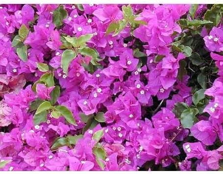 Flower Seeds, Seeds,Seeds For Planting,Plant Seeds