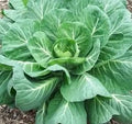 Vegetable Seeds,Garden seeds, Seeds For Planting,Plant Seeds