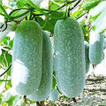 Vegetable Seeds,Garden seeds, Seeds For Planting,Plant Seeds