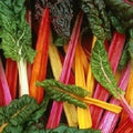 Vegetable Seeds,Garden seeds, Seeds For Planting,Plant Seeds