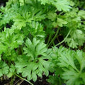 Vegetable Seeds,Garden seeds, Seeds For Planting,Plant Seeds