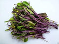 Vegetable Seeds,Garden seeds, Seeds For Planting,Plant Seeds