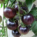 Vegetable Seeds,Garden seeds, Seeds For Planting,Plant Seeds