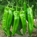 Vegetable Seeds,Garden seeds, Seeds For Planting,Plant Seeds