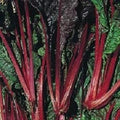 Vegetable Seeds,Garden seeds, Seeds For Planting,Plant Seeds