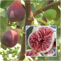 Fruit Seeds,Garden seeds, Seeds For Planting,Plant Seeds