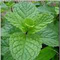 Herb Seeds,Garden seeds, Seeds For Planting,Plant Seeds
