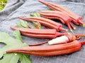 Vegetable Seeds,Garden seeds, Seeds For Planting,Plant Seeds