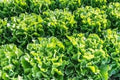 Vegetable Seeds,Garden seeds, Seeds For Planting,Plant Seeds