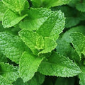 Vegetable Seeds,Garden seeds, Seeds For Planting,Plant Seeds
