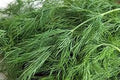 Herb Seeds,Garden seeds, Seeds For Planting,Plant Seeds