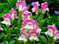 Flower Seeds, Seeds,Seeds For Planting,Plant Seeds