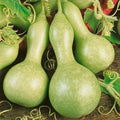 Vegetable Seeds,Garden seeds, Seeds For Planting,Plant Seeds