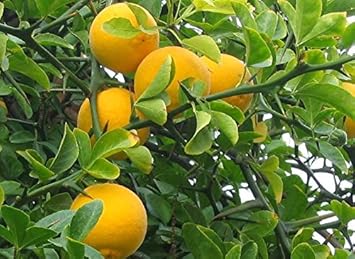 Fruit Seeds,Garden seeds, Seeds For Planting,Plant Seeds