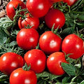 Vegetable Seeds,Garden seeds, Seeds For Planting,Plant Seeds