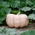 Vegetable Seeds,Garden seeds, Seeds For Planting,Plant Seeds