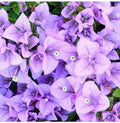 Flower Seeds, Seeds,Seeds For Planting,Plant Seeds