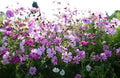 Flower Seeds, Seeds,Seeds For Planting,Plant Seeds