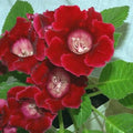 Flower Seeds, Seeds,Seeds For Planting,Plant Seeds