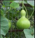 Vegetable Seeds,Garden seeds, Seeds For Planting,Plant Seeds