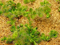 Vegetable Seeds,Garden seeds, Seeds For Planting,Plant Seeds