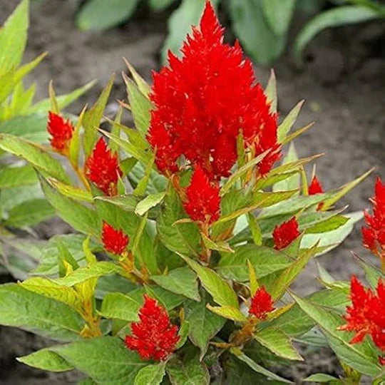 Celosia plumosa Flower Seeds for Planting – Heirloom & Non-GMO Vibrant –  Earthechoseeds