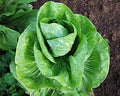 Vegetable Seeds,Garden seeds, Seeds For Planting,Plant Seeds
