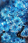 Flower Seeds, Seeds,Seeds For Planting,Plant Seeds