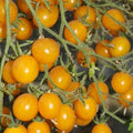 Vegetable Seeds,Garden seeds, Seeds For Planting,Plant Seeds