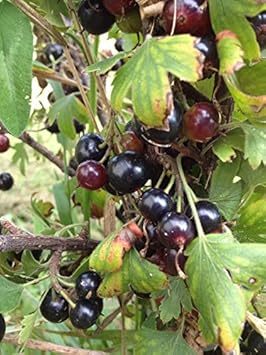 Fruit Seeds,Garden seeds, Seeds For Planting,Plant Seeds