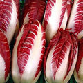 Vegetable Seeds,Garden seeds, Seeds For Planting,Plant Seeds