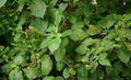 Vegetable Seeds,Garden seeds, Seeds For Planting,Plant Seeds